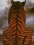 Tiger Back